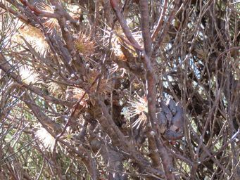 341_hakea_subsulcata_buckleys_breakaway_nuts_img_4739.jpg