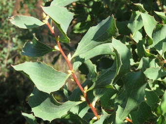 341_hakea_undulata_buds_img_7052.jpg