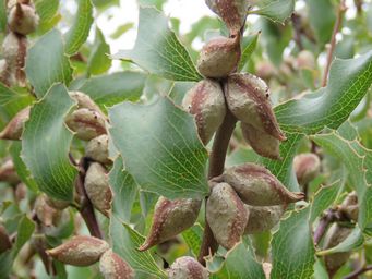 341_hakea_undulata_img_3134.jpg