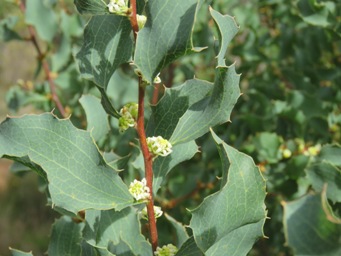 341_hakea_undulata_img_7901.jpg