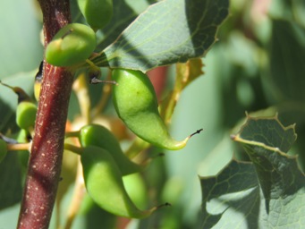 341_hakea_undulata_pod_img_4018.jpg