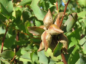 341_hakea_undulata_pods_img_7259.jpg