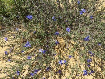 341_halgania_anagalloides_var_southern_img_9159.jpg
