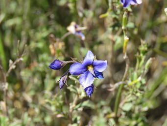341_halgania_anagalloides_var_southern_img_9163.jpg