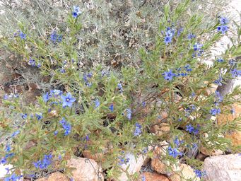 341_halgania_cyanea_dscf7985.jpg
