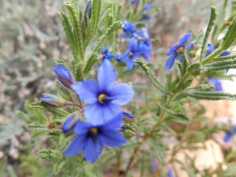 341_halgania_cyanea_dscf7986c.jpg