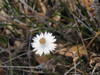 341_helichrysum_leucopsideum_img_9080.jpg