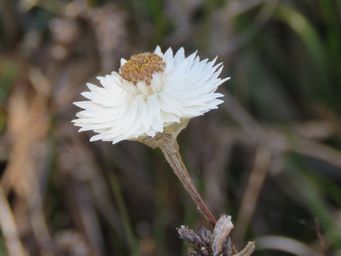 341_helichrysum_leucopsideum_img_9081c.jpg