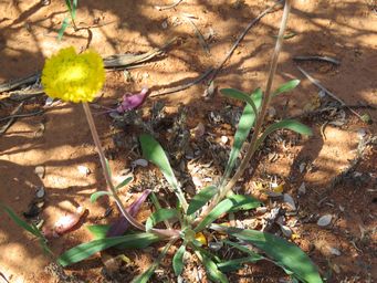 341_helipterum_craspedioides_img_1425.jpg