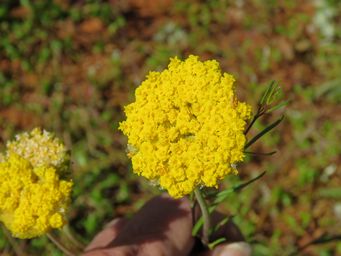 341_helipterum_craspedioides_img_1635.jpg