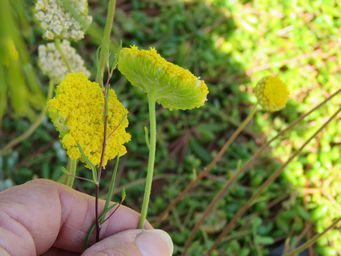 341_helipterum_craspedioides_img_1636.jpg