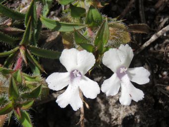 341_hemiandra_pungens_img_3035a.jpg