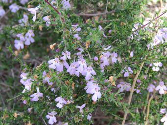 341_hemigenia_botryphylla_img_2063.jpg