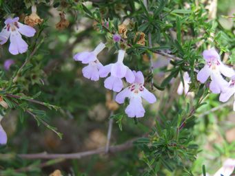 341_hemigenia_botryphylla_img_2064.jpg
