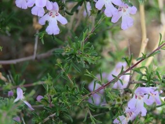 341_hemigenia_botryphylla_img_2065.jpg