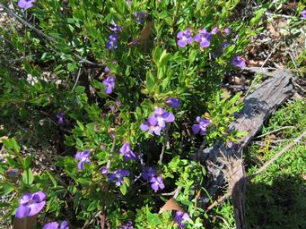 341_hemigenia_img_0215.jpg