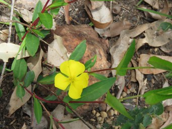 341_hibbertia_amplexicaulis_img_5610s.jpg