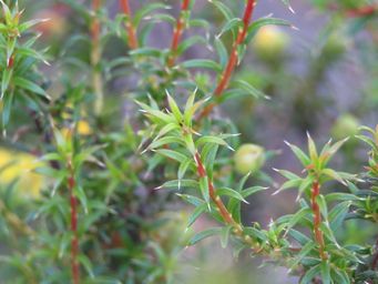 341_hibbertia_arcuata_foliage_img_1862a.jpg