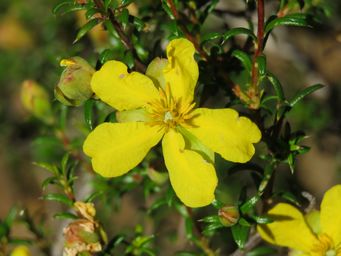 341_hibbertia_arcuata_img_1861.jpg