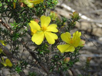341_hibbertia_arcuata_img_2364.jpg