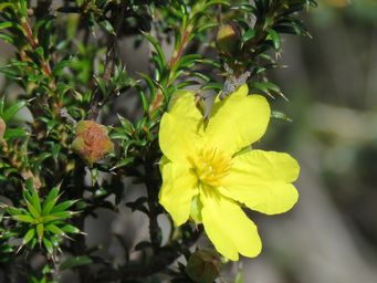 341_hibbertia_arcuata_img_2371c.jpg