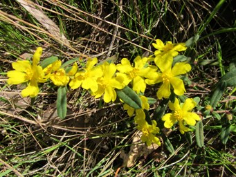 341_hibbertia_commutata_2014sc.jpg