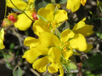 341_hibbertia_commutata_img_0658c.jpg