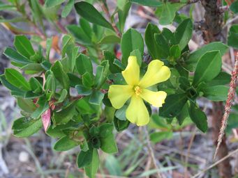 341_hibbertia_cuneifolia_img_6502.jpg