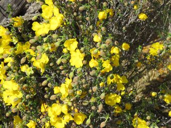 341_hibbertia_eatoniae_m_img_8510c.jpg