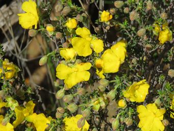 341_hibbertia_eatoniae_m_img_8511.jpg