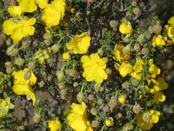 341_hibbertia_eatoniae_m_img_8512.jpg