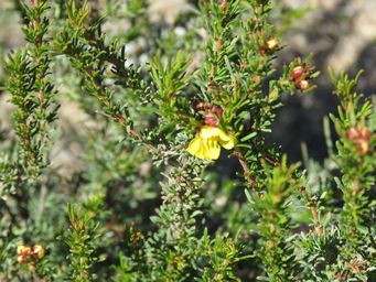 341_hibbertia_glaucophylla_formerly_hibbertia_rupicola_kr_img_9370.jpg