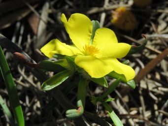 341_hibbertia_glomerosa_img_1804c.jpg