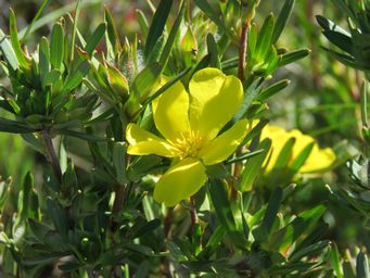 341_hibbertia_glomerosa_totadgin_img_9704.jpg