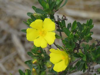 341_hibbertia_glomerosa_w_img_8776c.jpg