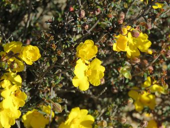 341_hibbertia_gracilipes_maybe_tarin_rock_img_4773.jpg