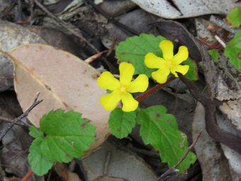 341_hibbertia_grossulariifolia_img_0150a.jpg