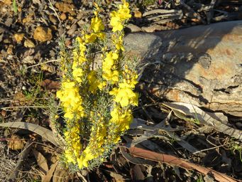 341_hibbertia_hemignosta_img_4838c.jpg