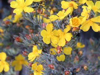 341_hibbertia_hemignosta_img_8108a.jpg