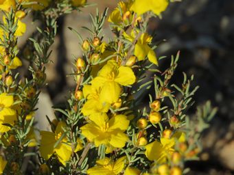 341_hibbertia_hemignosta_kukerin_img_4840.jpg