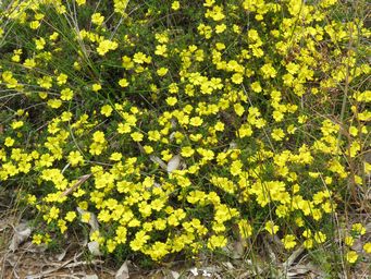 341_hibbertia_hypericoides_img_2098.jpg