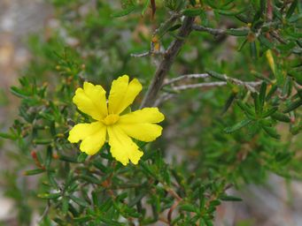 341_hibbertia_hypericoides_img_2330.jpg