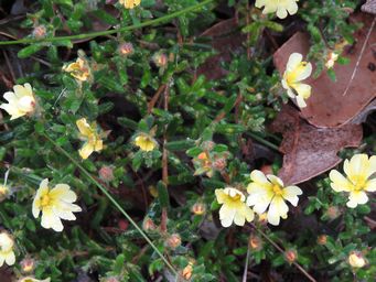 341_hibbertia_hypericoides_pale_img_2265.jpg