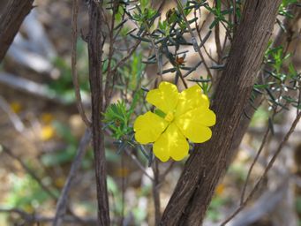 341_hibbertia_hypericoides_pindar_img_1800.jpg