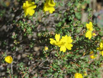 341_hibbertia_img_9694.jpg