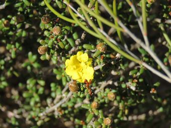 341_hibbertia_pachyphylla_breakaways_img_4588.jpg