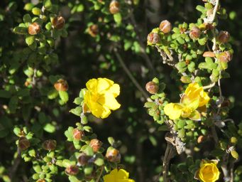 341_hibbertia_pachyphylla_grev_hill_img_4599.jpg