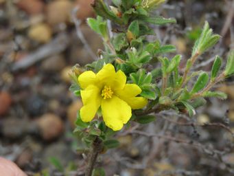 341_hibbertia_pilosa_img_2329.jpg