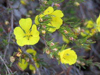 341_hibbertia_pulchra_img_5931c.jpg