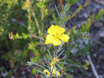 341_hibbertia_pulchra_img_9262ca.jpg